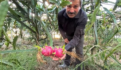 TÜRKİYE’NİN TARIM MERKEZİNDE EJDER MEYVESİ HASADI BAŞLADI, KİLOSU 180 TL’DEN ALICI BULUYOR 