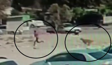 SAYILARI 10’U BULAN SOKAK KÖPEKLERİ ÇOCUĞA KORKU DOLU ANLAR YAŞATTI   