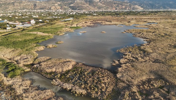 KURAKLIĞIN ETKİSİYLE ÇÖLÜ ARATMAZ HALE GELEN MİLLEYHA’DA YAĞIŞLARLA BİRLİKTE KUŞLARIN SESLERİ YANKILANMAYA BAŞLADI