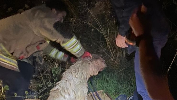 SU DOLU KUYUYA DÜŞEN 2 KÖPEĞİ İTFAİYE KURTARDI