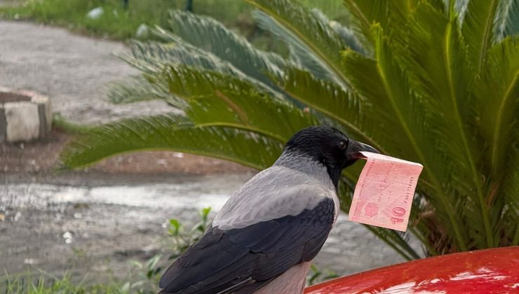 MİZAH AMAÇLI VİDEO ÇEKMEK İSTERKEN 10 TL’SİNİ KARGAYA KAPTIRDI