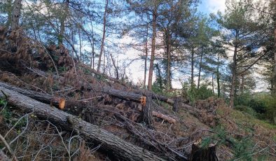 PAYAS KIRSALI ORMANLIK ALANDA 20 ADET KIZILÇAM AĞACI KESİLMİŞ HALDE BULUNDU   