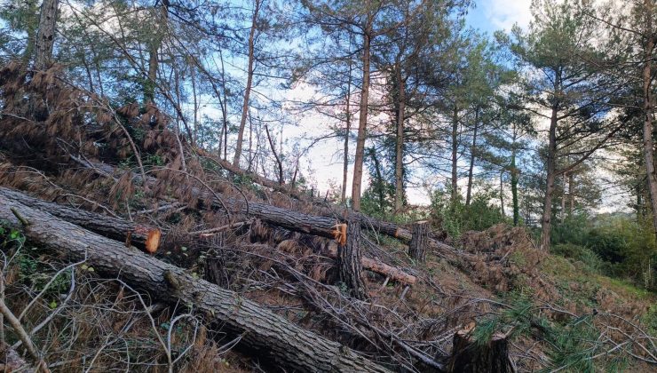 PAYAS KIRSALI ORMANLIK ALANDA 20 ADET KIZILÇAM AĞACI KESİLMİŞ HALDE BULUNDU
