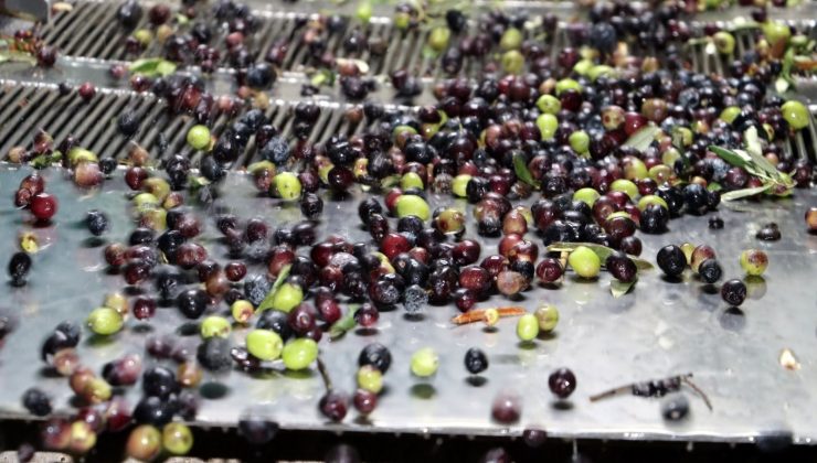 ALTINÖZÜ’NDE ZEYTİNYAĞI SEZONU “VİRA BİSMİLLAH” DİYEREK BAŞLADI