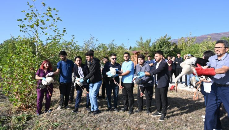 TEDAVİLERİ TAMAMLANAN LEYLEK, ŞAHİN VE PEÇELİ BAYKUŞLAR DOĞAYA SALINDI 