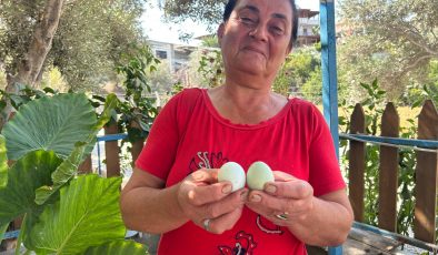 KÜMESİNDEKİ 100 TAVUK İÇERİSİNDE MAVİ YUMURTLAYAN 2 TAVUĞUNA 10 YILDIR GÖZÜ GİBİ BAKIYOR 