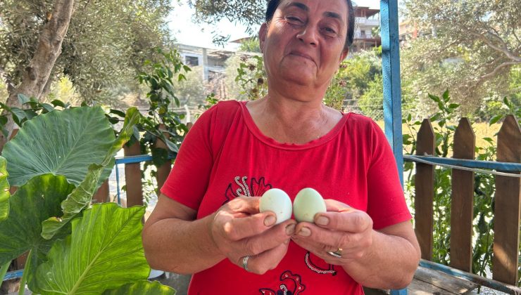 KÜMESİNDEKİ 100 TAVUK İÇERİSİNDE MAVİ YUMURTLAYAN 2 TAVUĞUNA 10 YILDIR GÖZÜ GİBİ BAKIYOR 