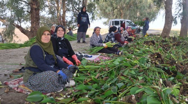 İSTİLACI SU SÜMBÜLLERİ DEPREMZEDE KADINLARIN ELLERİNDE SANAT ESERİNE DÖNÜŞÜYOR   