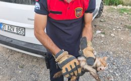 ARSUZ’DA ARACIN KAPUTUNA GİREN KEDİYİ İTFAİYE KURTARDI   