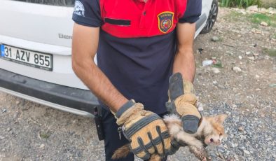 ARSUZ’DA ARACIN KAPUTUNA GİREN KEDİYİ İTFAİYE KURTARDI   