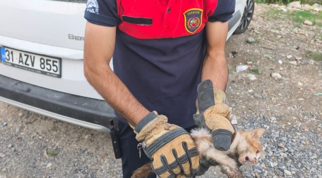 ARSUZ’DA ARACIN KAPUTUNA GİREN KEDİYİ İTFAİYE KURTARDI   