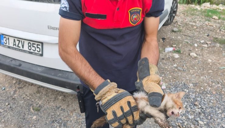 ARSUZ’DA ARACIN KAPUTUNA GİREN KEDİYİ İTFAİYE KURTARDI   