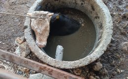 KUYUYA DÜŞEN İNEĞİ İTFAİYE KURTARDI 