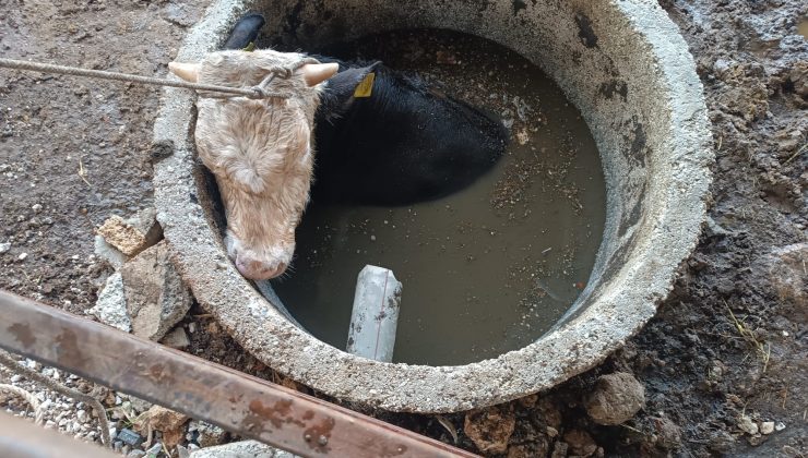 KUYUYA DÜŞEN İNEĞİ İTFAİYE KURTARDI 