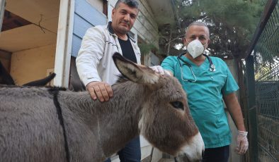 TELEF OLAN ANNESİNİN BAŞINDA BEKLEDİĞİ GÖRÜNTÜLERLE DUYGULANDIRAN SIPA YENİ YUVASINDA YAŞAMAYA BAŞLADI 