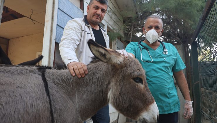 TELEF OLAN ANNESİNİN BAŞINDA BEKLEDİĞİ GÖRÜNTÜLERLE DUYGULANDIRAN SIPA YENİ YUVASINDA YAŞAMAYA BAŞLADI 