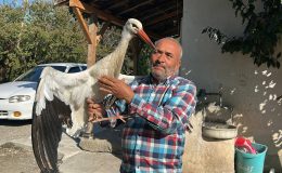 KÜMESTE TAVUKLARLA BİRLİKTE YAŞAYAN LEYLEK, BALIKLA BESLENİYOR 