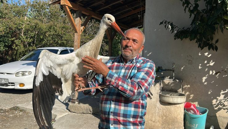 KÜMESTE TAVUKLARLA BİRLİKTE YAŞAYAN LEYLEK, BALIKLA BESLENİYOR 