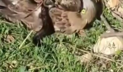 KORKU DOLU ANLAR: YILANIN BOĞAZLADIĞI KARTALI KURTARDI 