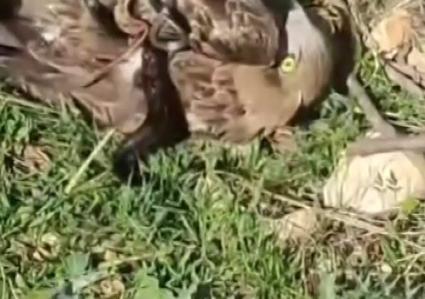 KORKU DOLU ANLAR: YILANIN BOĞAZLADIĞI KARTALI KURTARDI 