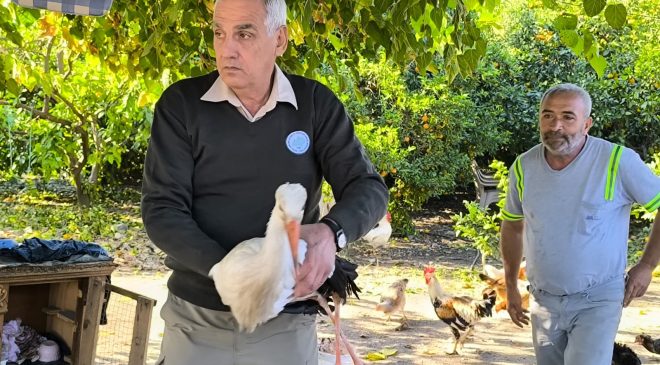 HATAY’DA YARALI LEYLEK TEDAVİ ALTINA ALINDI   