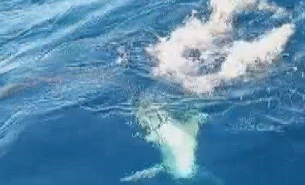 AMATÖR BALIKÇILAR KÖPEK BALIĞINDAN 1 SAAT SÜREN MÜCADELEYLE KURTULDU, O ANLAR KAMAREYA YANSIDI   