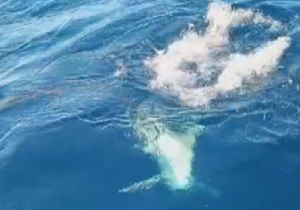 AMATÖR BALIKÇILAR KÖPEK BALIĞINDAN 1 SAAT SÜREN MÜCADELEYLE KURTULDU, O ANLAR KAMAREYA YANSIDI   