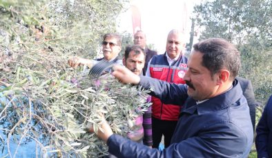 HATAY’DA 17 MİLYON 102 BİN AĞAÇTA, 201 BİN TON ZEYTİN REKOLTESİ BEKLENİYOR   