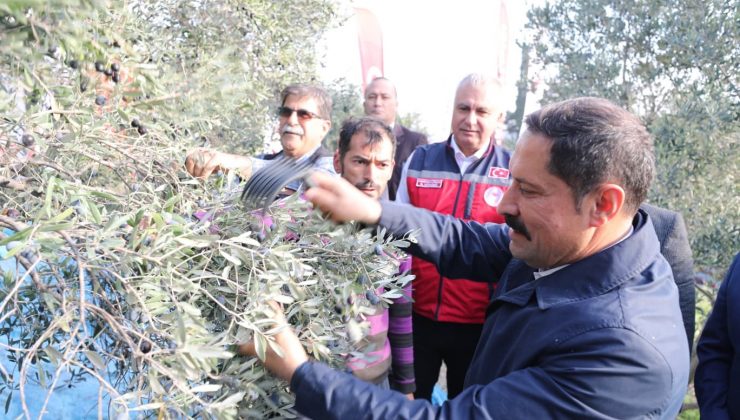 HATAY’DA 17 MİLYON 102 BİN AĞAÇTA, 201 BİN TON ZEYTİN REKOLTESİ BEKLENİYOR   