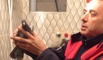 İSKENDERUN’DA İTFAİYE EKİPLERİNDEN GÜVERCİN KURTARMA OPERASYONU   