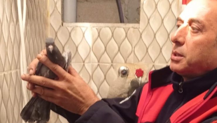 İSKENDERUN’DA İTFAİYE EKİPLERİNDEN GÜVERCİN KURTARMA OPERASYONU   