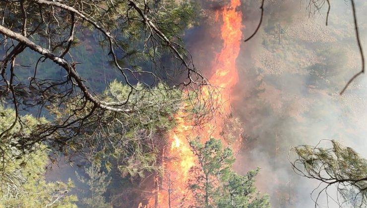 HATAY’DA ORMAN YANGINI   