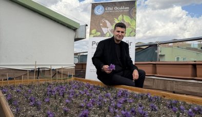 ÜLKÜ OCAKLARI GENEL MERKEZİ’NİN TERASINDA SAFRAN HASADI!