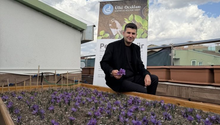 ÜLKÜ OCAKLARI GENEL MERKEZİ’NİN TERASINDA SAFRAN HASADI!