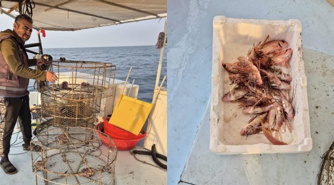 HATAY’DA DENİZLERDE İSTİLACI TÜRLERLE MÜCADELE SÜRÜYOR 