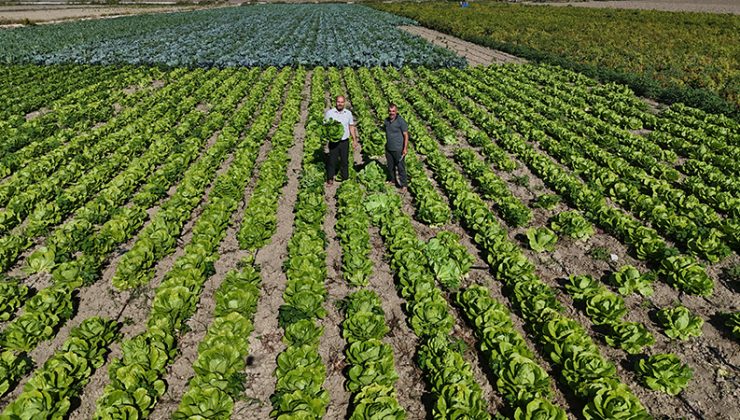 YAĞMURLARIN BEREKETİ ARTTIRDIĞI AMİK OVASI’NDA HASAT EDİLEN MARUL, 25 TL’DEN ALICI BULUYOR 