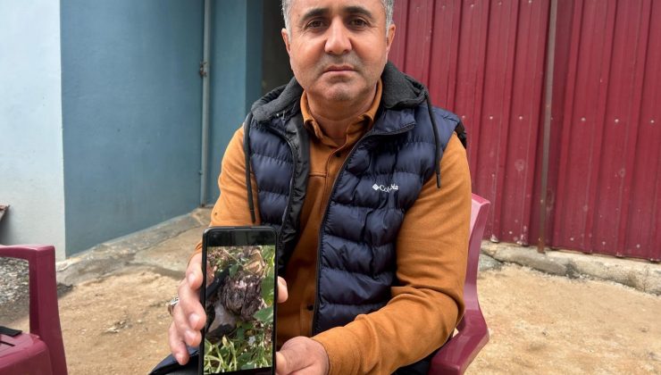 MERHAMETLİ ÇİFTÇİ, YILLARIN EMEĞİNE KEMİREREK ZARAR VEREN TAVŞANLARI “BUNLAR ŞİMDİ HAZIRLANIYOR, DOĞAN’IN FİDANINI NASIL YİYECEĞİM DİYE DÜŞÜNÜYOR” DİYEREK ELLERİYLE YAKALADI 