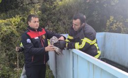 YAYLADAĞI’NDA BAYKUŞ KURTARMA OPERASYONU   