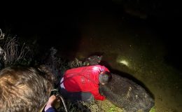 SU KANALINA DÜŞEN BUZAĞIYI İTFAİYE KURTARDI   