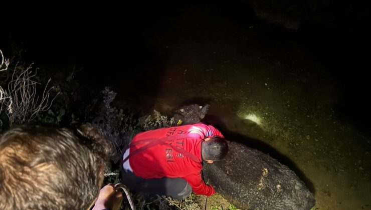 SU KANALINA DÜŞEN BUZAĞIYI İTFAİYE KURTARDI   