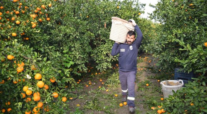 KİLOGRAM FİYATI 2 TL’YE DÜŞÜNCE DALDA ÇÜRÜMEYE BIRAKILMIŞTI, 320 TON ÜRÜN VATANDAŞLARA ÜCRETSİZ DAĞITILDI   