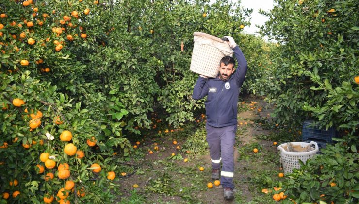 KİLOGRAM FİYATI 2 TL’YE DÜŞÜNCE DALDA ÇÜRÜMEYE BIRAKILMIŞTI, 320 TON ÜRÜN VATANDAŞLARA ÜCRETSİZ DAĞITILDI   