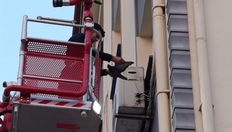 İSKENDERUN’DA KLİMA MOTORUNA DOLAŞAN KUŞ KURTARILDI   