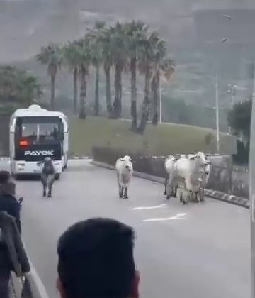 KAZA YAPAN TIRDAN KAÇAN ANGUSLAR ŞEHİR TURUNDA 