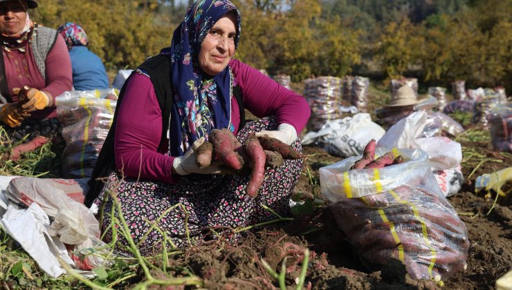 KURAKLIK NEDENİYLE VERİMİN YARI YARIYA DÜŞTÜĞÜ TATLI PATATESTE SON HASAT YAPILDI   
