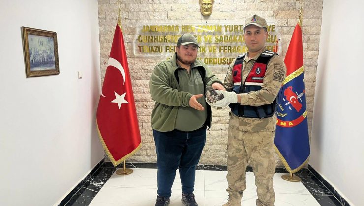 HATAY’DA YARALI HALDE BULUNAN ATMACA TEDAVİ ALTINA ALINDI 