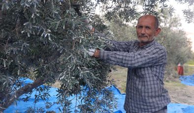 KURAKLIK ZEYTİN HASADINDA YAĞ VERİMİNİ OLUMSUZ ETKİLEDİ  