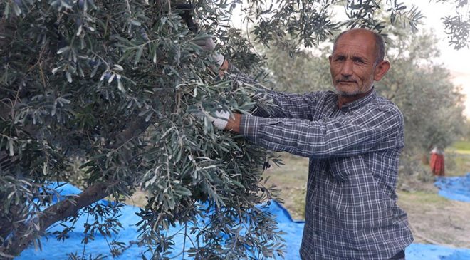KURAKLIK ZEYTİN HASADINDA YAĞ VERİMİNİ OLUMSUZ ETKİLEDİ  