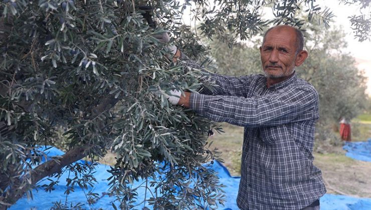 KURAKLIK ZEYTİN HASADINDA YAĞ VERİMİNİ OLUMSUZ ETKİLEDİ  