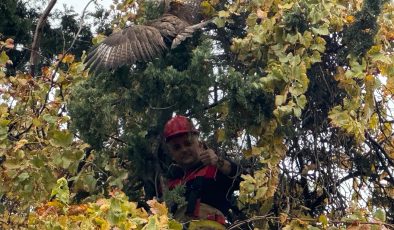AĞAÇTA MAHSUR KALAN ŞAHİNİ İTFAİYE KURTARDI   